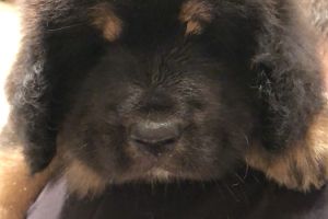 Available Tibetan Mastiffs
