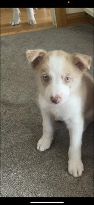 Cute Border Collie For Sale