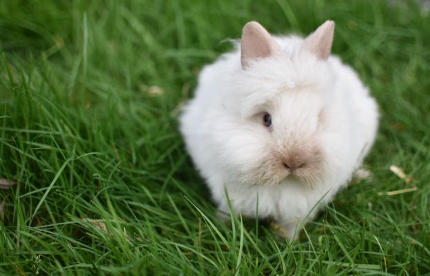 Lionhead For Sale in Great Britain