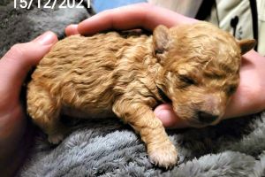 6 Beautiful Fox Red Poochon Pups for sale