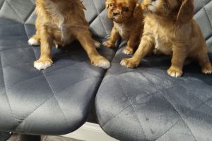 Cavalier King Charles Spaniels for Rehoming