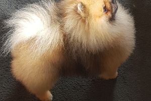 Pomeranian Dogs Breed