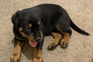 Rottweiler for Rehoming