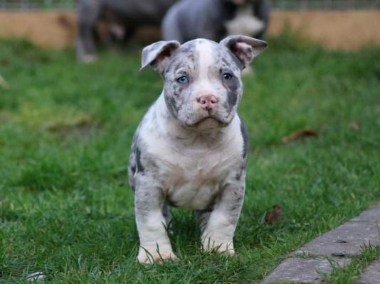 how much does a american bully pup sell for