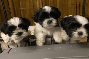 Available Shih Tzus