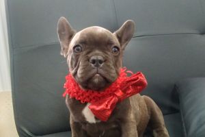French Bulldog for Rehoming