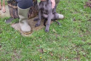 Lurcher For Sale in the UK