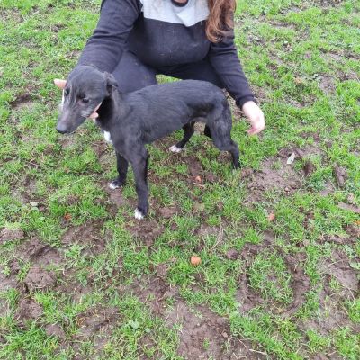 Lurchers for best sale sale near me