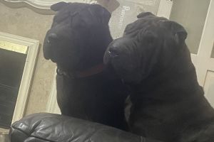 Shar Pei For Sale in the UK