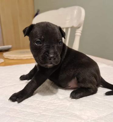 Staffordshire Bull Terrier For Sale in Great Britain