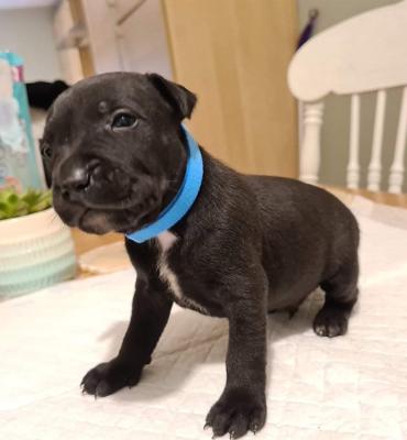 Staffordshire bull terrier pups for sale | UKPets