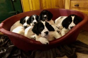 3 English Springer Spaniel Pups, 8 weeks old, Micro-chipped