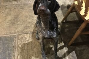 German Shorthaired Pointers For Sale