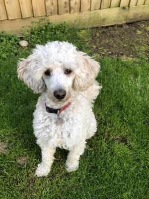 Miniature Poodle For Stud in Great Britain