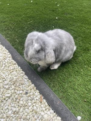 French Lop Rabbits Breed
