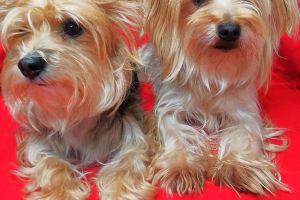 Yorkshire Terrier For Sale in Great Britain