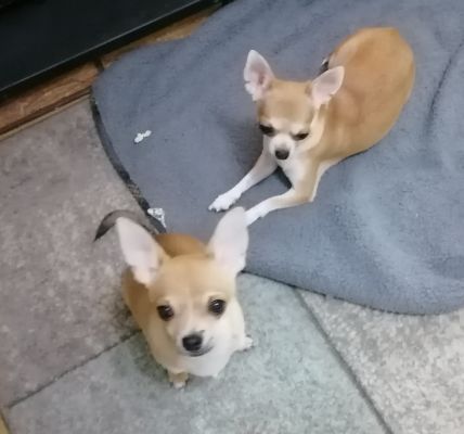 Chihuahua For Sale in Great Britain