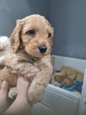 5 week old cockerpoo puppies for sale | UKPets