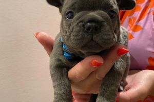 Cute French Bulldog For Sale