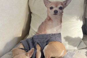 Chihuahua wanted