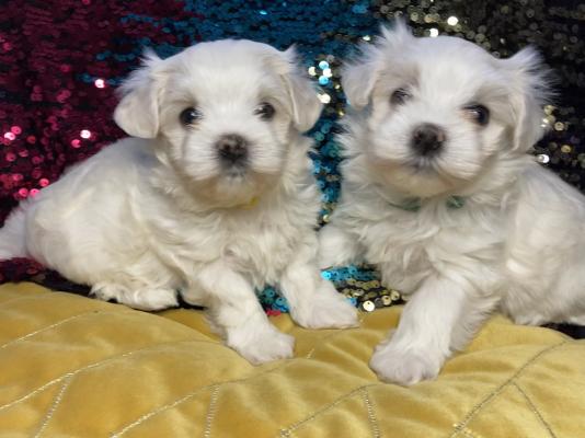 Maltese Dogs Breed