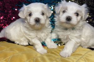 Maltese Dogs Breed