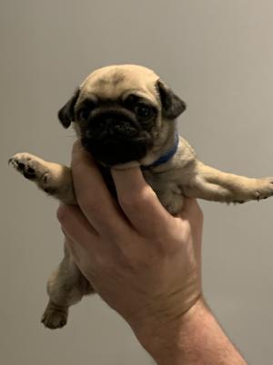 Available Pugs