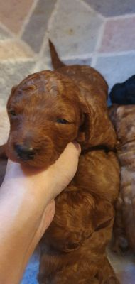 Miniature Poodle For Sale in Great Britain