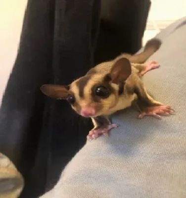 Sugar Gliders for Rehoming