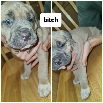 cane corso merl puppies for sale | UKPets