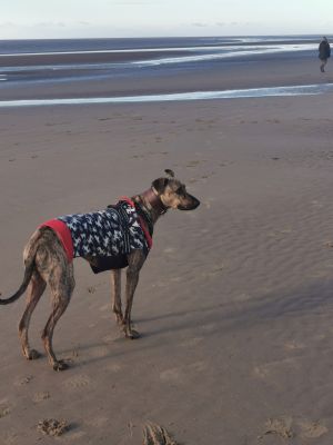 Lurcher for Rehoming