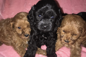 F1 Beautiful Cavapoo Puppies for Sale