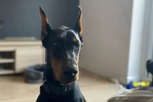 Doberman Advertisement UK Pets