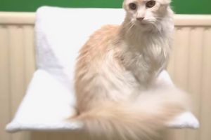 Maine Coon for Rehoming