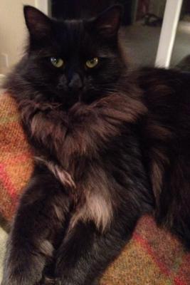 Maine Coon Cross With Persian Available 