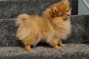 Pomeranian For Sale in the UK
