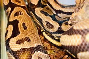 Python Snake for Rehoming