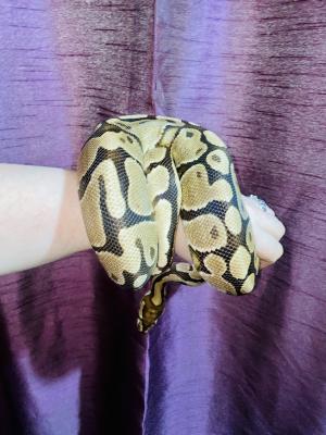 Python Snake for Rehoming