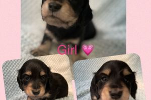 Miniature Dachshund For Sale in Great Britain