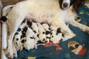 Adorable Springers Spaniel Puppies for Sale