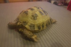 Tortoise Reptiles and Amphibians Breed