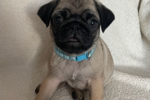Cute Pug For Sale