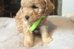 Extensively health tested F1b cavapoo puppies for sale
