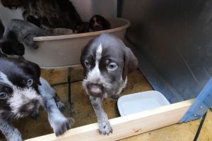 German Wirehaired Pointer Dogs Breed