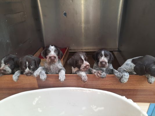 German Wirehaired Pointer Dogs Breed