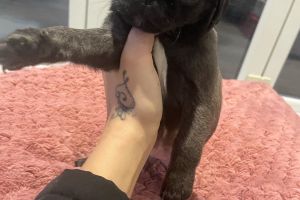 Pug For Sale in Great Britain