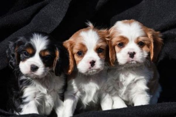 Cavalier King Charles Spaniel Wanted in the UK