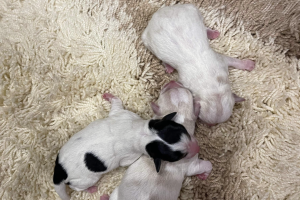 shih tzu cross jack russell puppies for sale