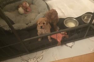 Toy Poodle For Sale in Lodon