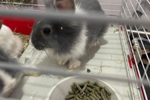 Lionhead For Sale in the UK